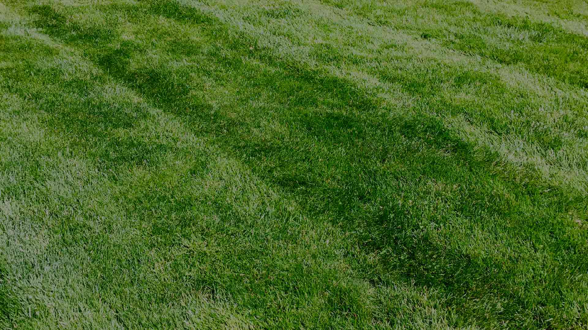 Grass mowed with stripes for customer in Scotch Plains, NJ.