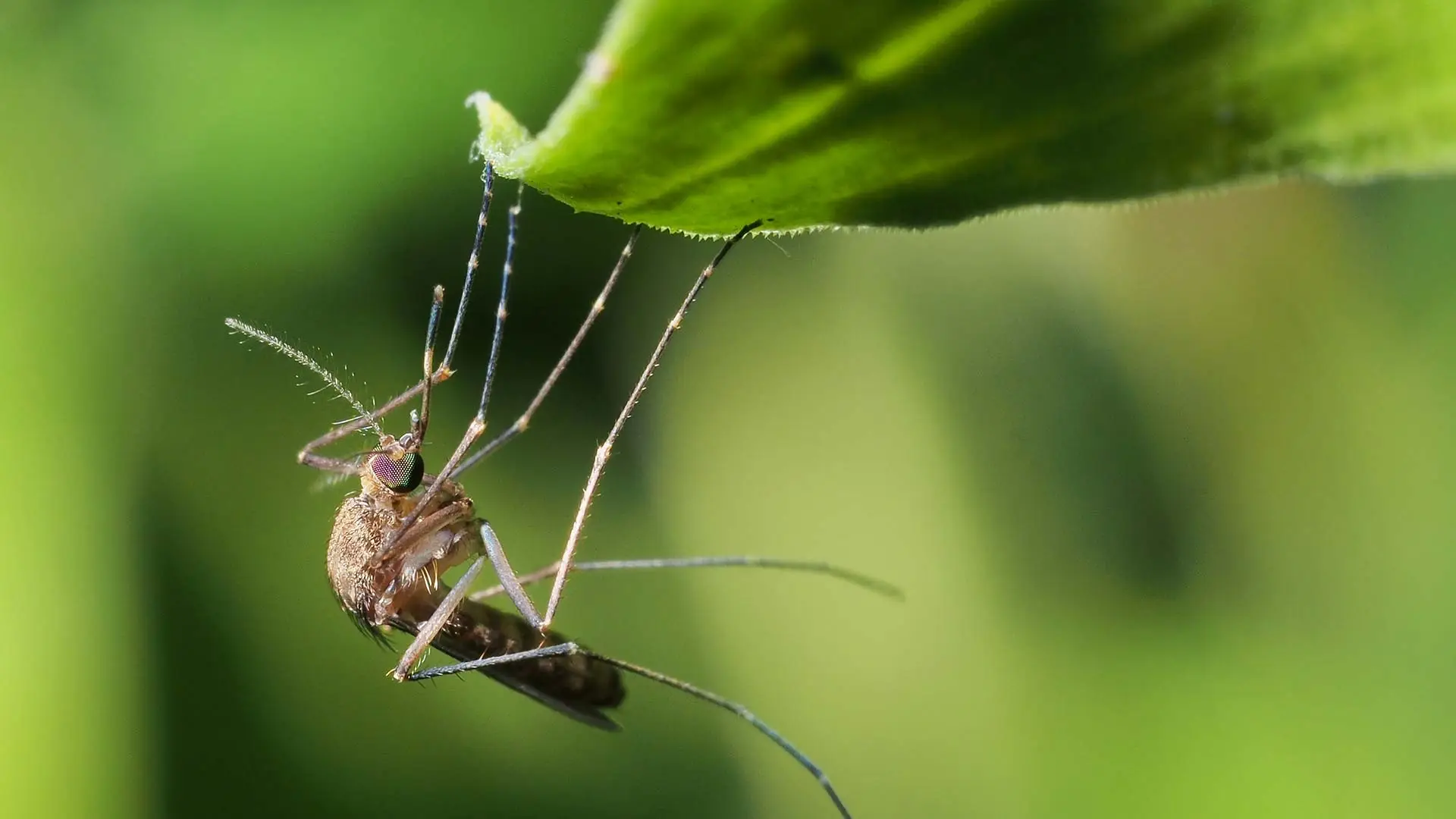 A mosquito rests on a leaf around Westfield and Cranford, NJ