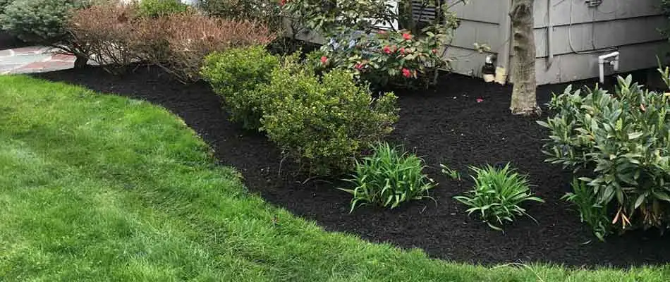 Black mulch installed by Greenscapes Landscape Management for a home around Westfield and Cranford, NJ