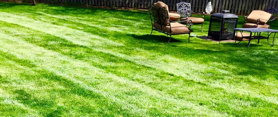 Lawn after aeration service at Westfield and Cranford, NJ home.