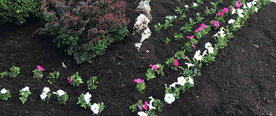 Annual flowers planted in landscaping that contains black mulch for a resident around Westfield and Cranford, NJ