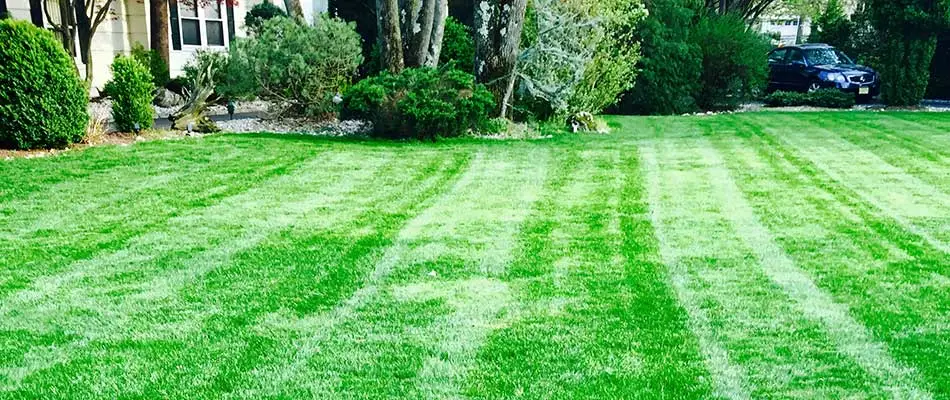 Leaf raking, stick removal, and additional yard cleanup done by Greenscapes Landscape Management in the front yard of a home around Westfield and Cranford, NJ