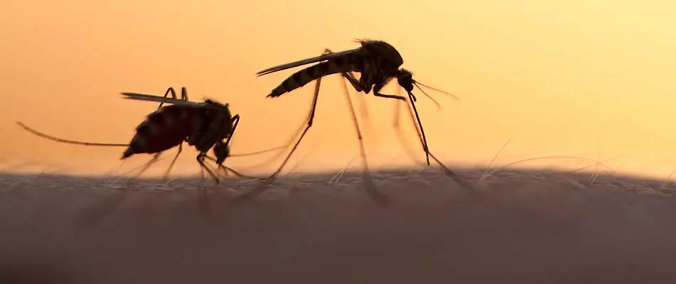 Mosquitoes bite someone's arm around Westfield and Cranford, NJ