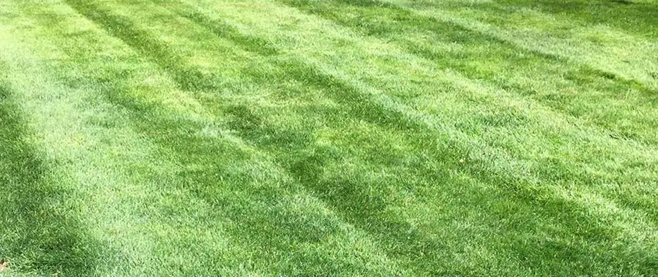 Front lawn of a home around Westfield and Cranford, NJ, that has been mowed, blown, and weeded.