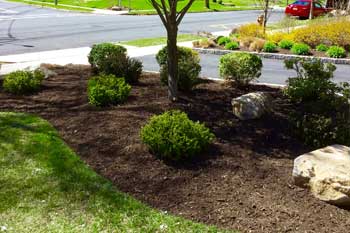Landscaping with new mulch and shrubs in front of a home in Westfield.