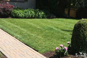 Beautiful lawn at a home in Cranford that is regularly treated and fertilized by Greenscapes Landscape Management.