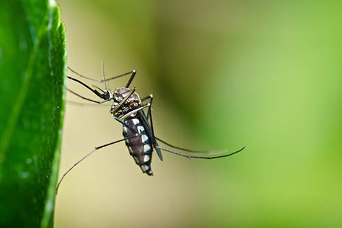 Mosquito in a yard in Scotch Plains, NJ.